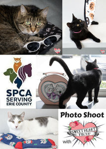 Kitties Kitties Everywhere - SPCA Photoshoot with Sweet Heart Pin Up