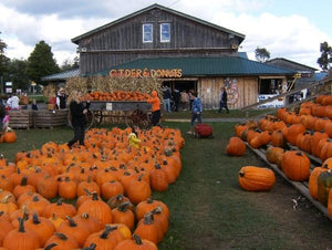 The Great Pumpkin Farm: One of WNY's Fall Holiday Treasures