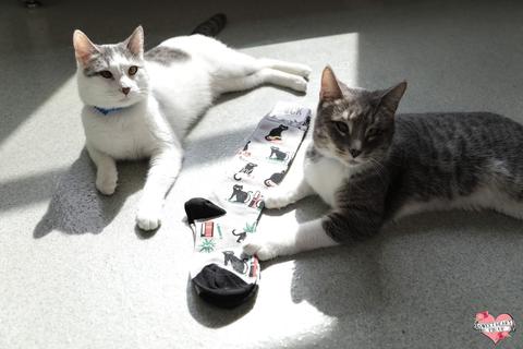 Booked For Meow Knee Socks Cats Like Us