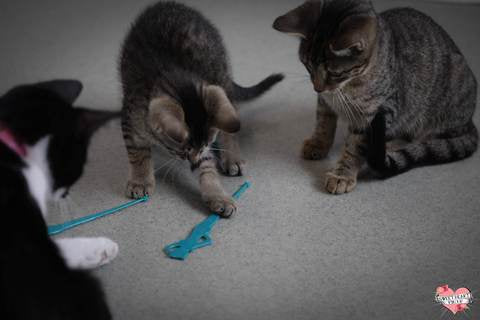 Cats Like Us Swizzle Sticks Cats Like Us