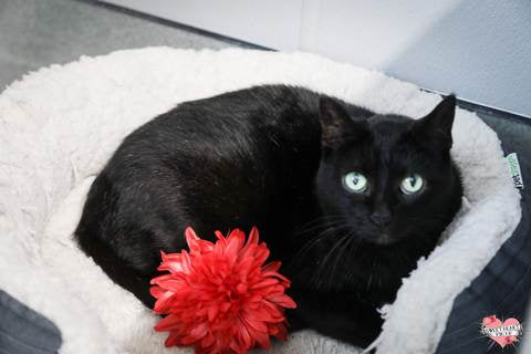 Red Dahlia Hair Flower Cats Like Us