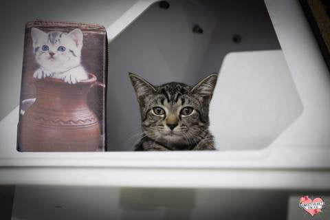 Vase Tabby Kitten Wallet Cats Like Us