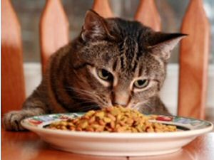Cats Like Treats Event Added to SPCA's Calendar