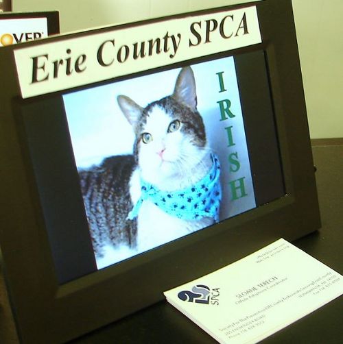 Cats Like Us becomes an SPCA Virtual Off-site Location