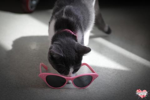 Poodle Pink CLU Sunglasses Cats Like Us